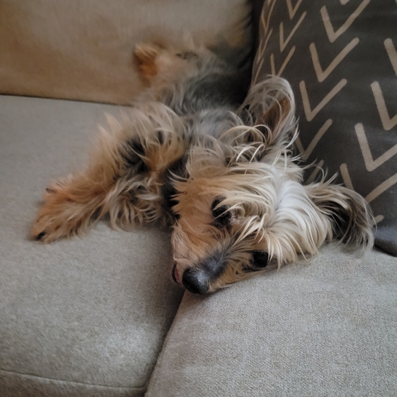 Meet your Posher, Lisa - Picture 1 of 3